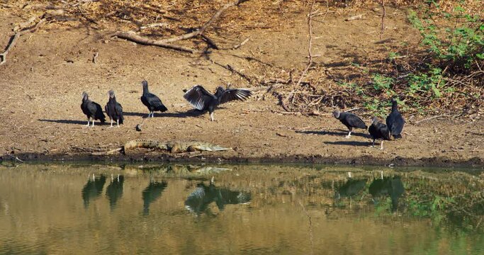 Black vultures / Crocodile