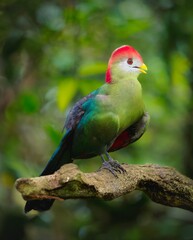 red and yellow macaw