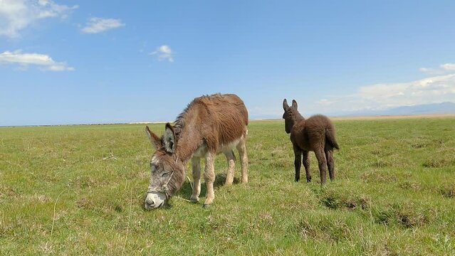 Mother donkey with her baby foal. Cute mom and her child animal characters. Central Asia, Kyrgyzstan, Issyk Kul region.