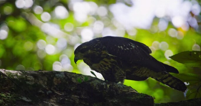 Common black hawk