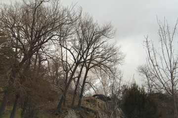 Gloomy Tree Grove