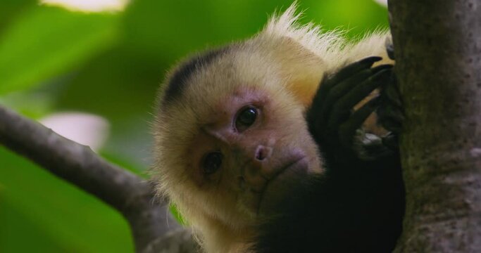 Capuchin monkey