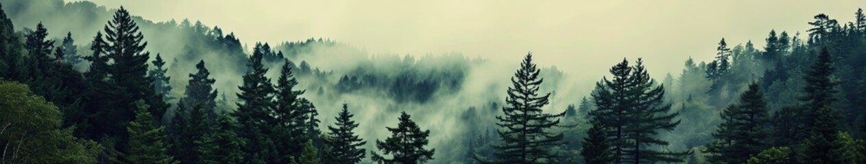 Mountains landscape and fog covered forest of pine