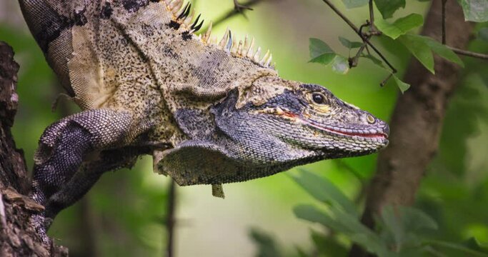 Iguana
