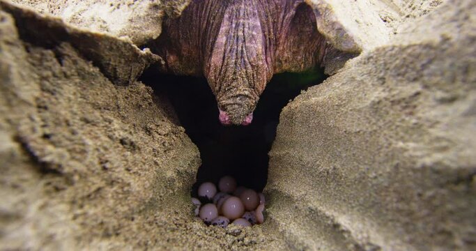 Olive ridley sea turtle