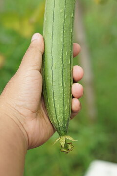 Human hand holding a gourd