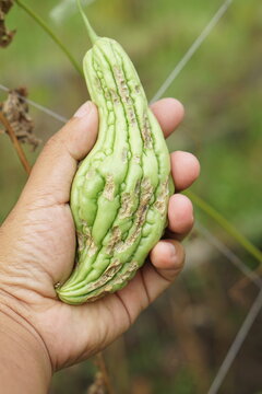 Human hand holding a gourd
