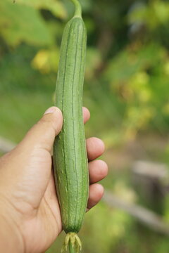Human hand holding a gourd