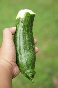 Human hand holding a gourd