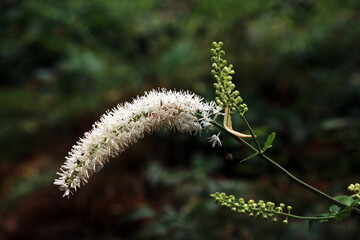 Closeup of a Baneberry bloom, Derbyshire England