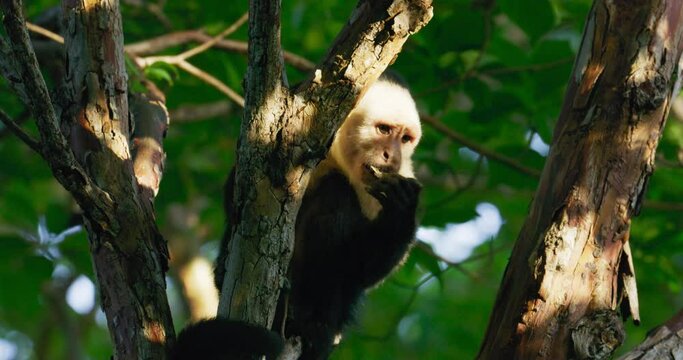 Capuchin monkey