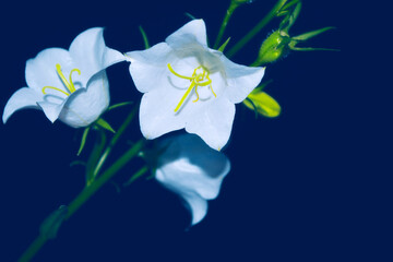Fototapeta na wymiar Delicate natural floral background. bellflower flower in nature closeup with soft focus.