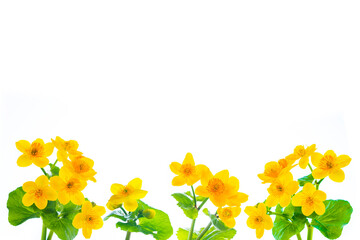 Yellow flowers of marsh marigold. Delicate natural floral background.
