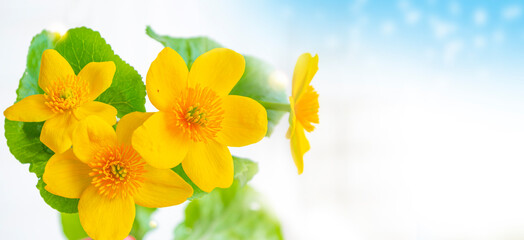 Fototapeta premium Yellow flowers of marsh marigold. Delicate natural floral background.