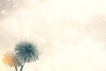 Fluffy dandelion flower against the background of the summer landscape.