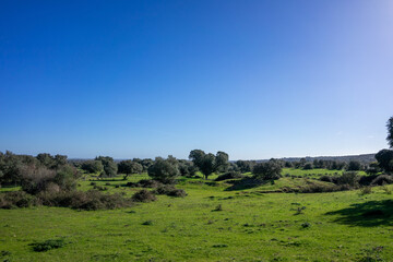 Fototapeta premium Serene Alentejo winter landscape: vast plains adorned with lush greenery and scattered trees.
