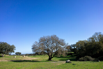 Serene Alentejo winter landscape: vast plains adorned with lush greenery and scattered trees.