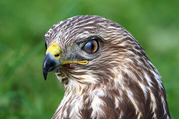 Common buzzard (Buteo buteo)