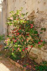 Fototapeta na wymiar Beautiful scenery with delicate red roses in a full bloom in the garden on old wall background. High quality photo