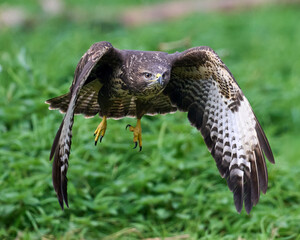 Common buzzard (Buteo buteo)