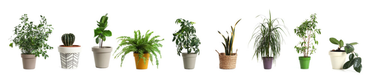 Set of different houseplants in pots isolated on white