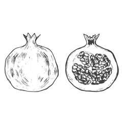 Pomegranate. Hand drawn ink vector illustration