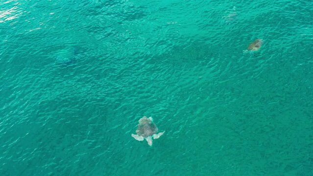 Olive ridley sea turtle