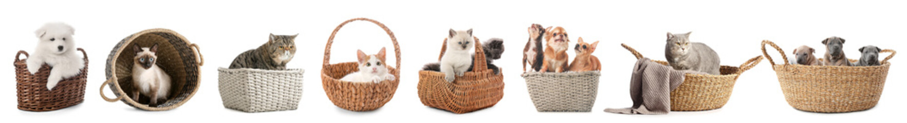 Set of cute domestic animals in wicker baskets isolated on white