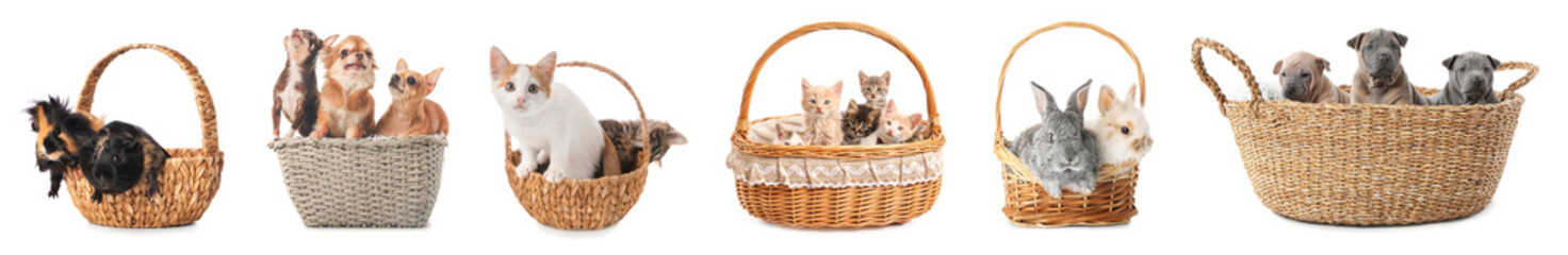 Set of cute domestic animals in baskets on white background