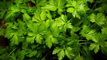 Green parsley, herbs and health