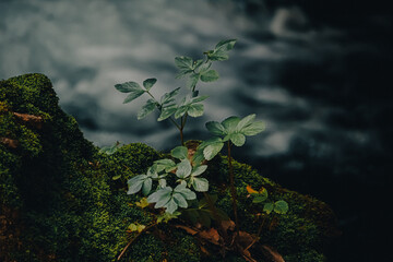 a plant near a waterfall