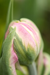 Fototapeta premium close up of pink flower