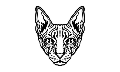 Sphynx_Cat_on_white_background