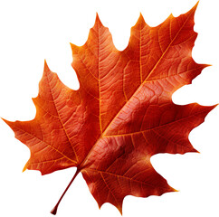 autumn maple leaf