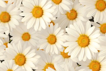 Fototapeta premium Daisies floral wallpaper