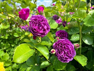Rose flowers florbunda purple beautiful blossoms in the garden.