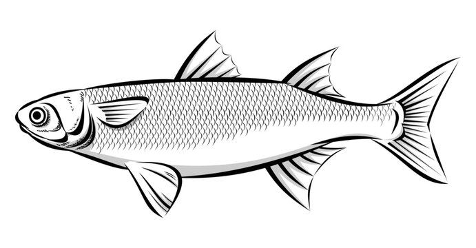 Grey mullet in detailed black and white, streamlined body, prominent fins, eye, and distinct scales.