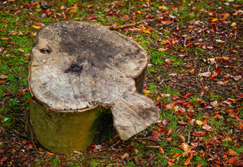 trunk in the forest, Longshaw