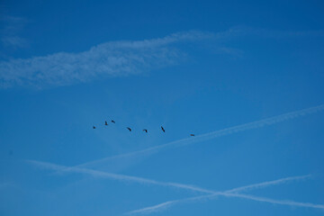 Oiseaux dans le ciel bleu .