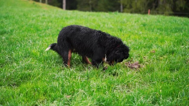 A Playful Bernese Mountain Dog digs Soil Treasures. Furry Excavations. Outdoor pet Dog Delights in Playful Soil Digging. Green grass and dogs.