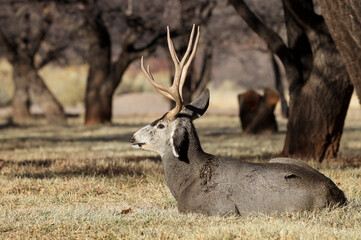 Mule Deer Buck in Capitol Reef National Park Utah 