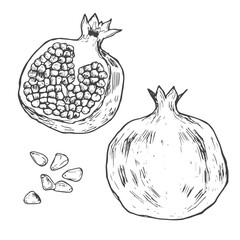 Half and whole Pomegranate. Hand drawn ink vector illustration