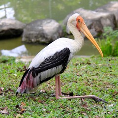 Birds in Kuala Lumpur Bird Park