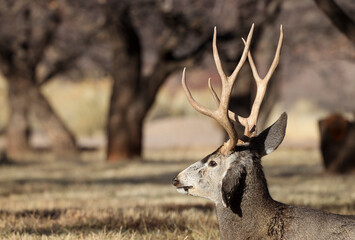 Mule Deer Buck in Capitol Reef National Park Utah 