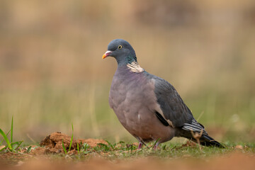 Woodpigeon - Columba palumbus, beautiful colorful pigeon from European forests, Andalusia, Spain.