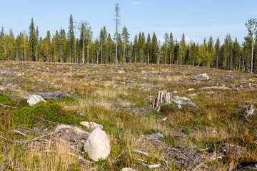 Riesige abgeholzte Waldflächen in Schweden im Jahr 2023