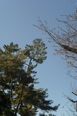 sky and tree