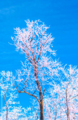 White frozen tree limbs against a blue sky