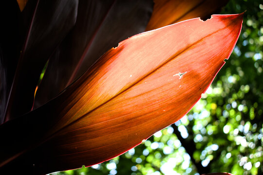 Folha vermelha tropical