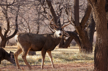 Naklejka na ściany i meble Mule Deer Buck in Capitol Reef National Park Utah 